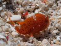 Lembeh frogfish - Nudiantennarius subteres - Lembeh Anglerfisch 